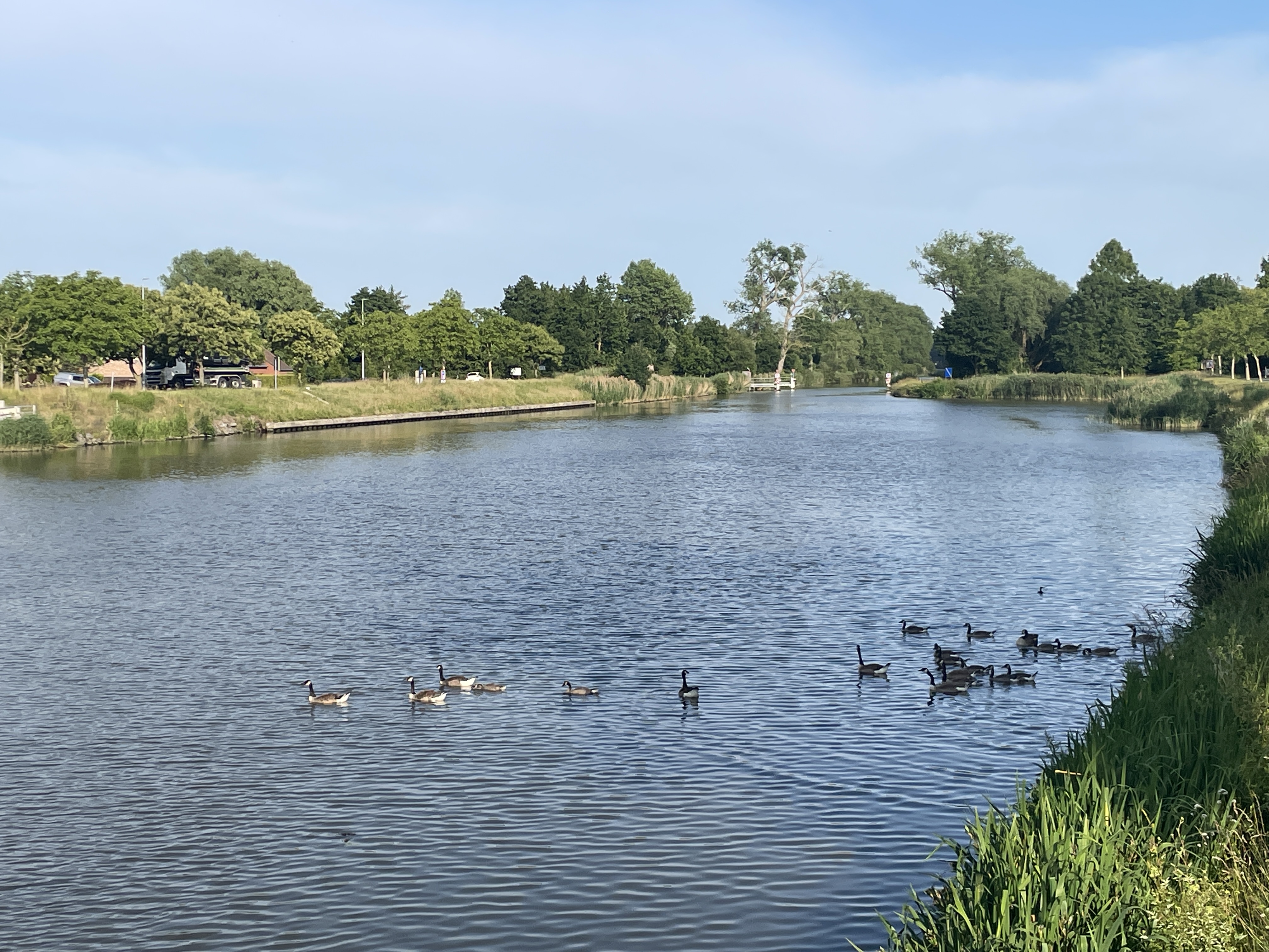 A group of ducklings